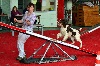  - Meilleur chien du jour au concours d'agility à Dieuse