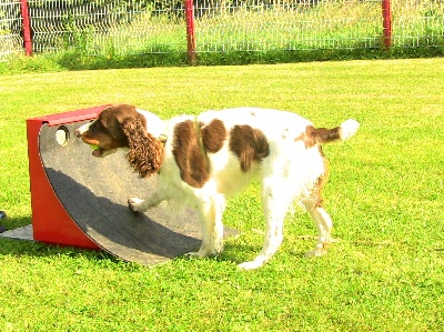 of Artemis´s Instincts - Flyball à Jarny