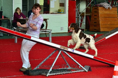 of Artemis´s Instincts - Meilleur chien du jour au concours d'agility à Dieuse