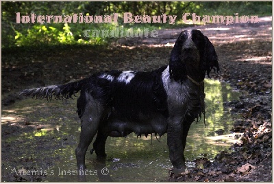 of Artemis´s Instincts - Champion international de beauté en cours de homologation