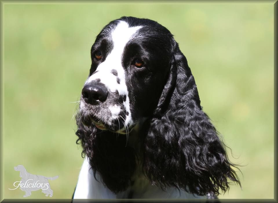 CH. dexbenella Sirius black