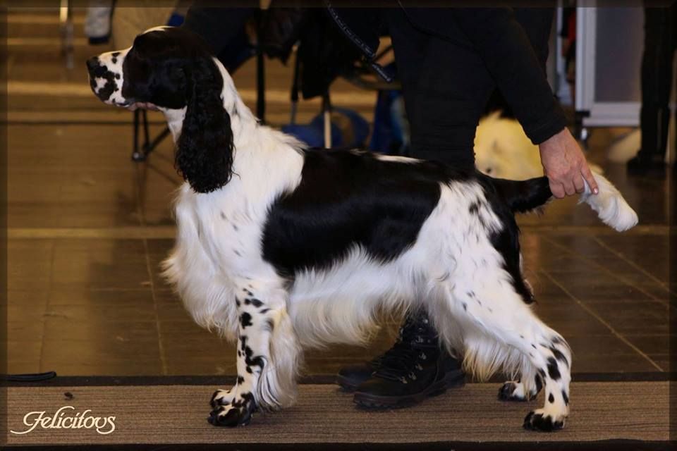 CH. dexbenella Sirius black