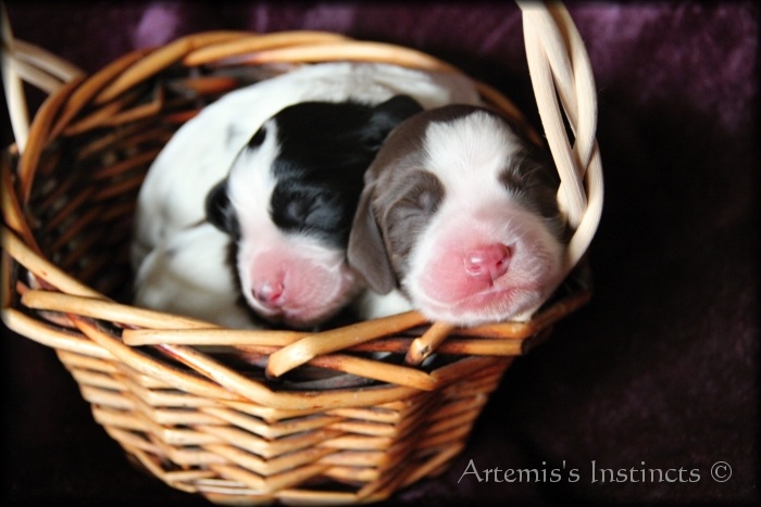 of Artemis´s Instincts - English Springer Spaniel - Portée née le 16/10/2013