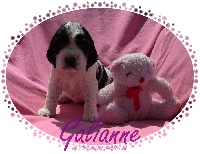 Galianne