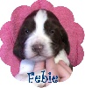 Febie