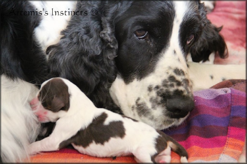 of Artemis´s Instincts - English Springer Spaniel - Portée née le 30/06/2014